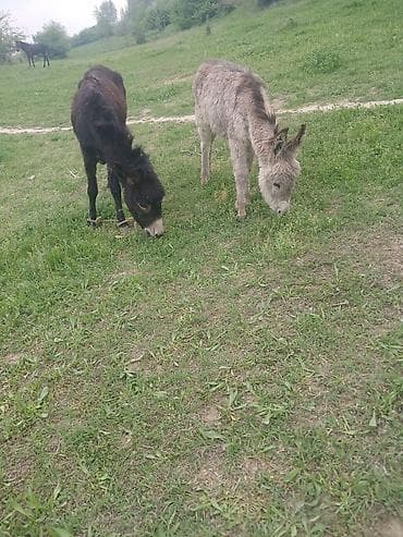 ат грабил: Эне бала эшек сатылат баасы 5000сом — 2