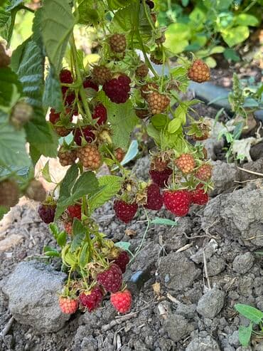 ташкентский плов бишкек доставка: Малина В розницу, Бесплатная доставка — 7