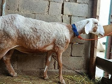 Продаю | Овца (самка) | Арашан | Для разведения at lalafo.kg Продаю | Овца (самка) | Арашан | Для разведения