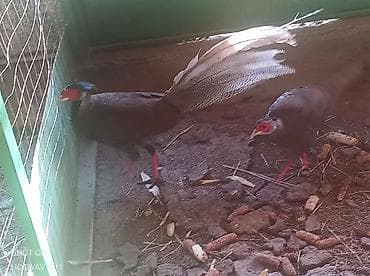 Молочные продукты и яйца: Фазаны декоративные, несколько особей - окрасы: светлые (белые — 6