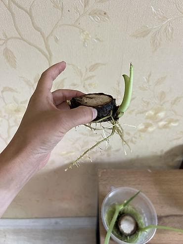 Комнатные растения: Декор для дома и сада — 7