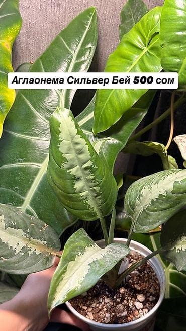 Комнатные растения в горшках, самовывоз Маевка, могу отправить через — 2
