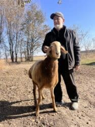 ошейник для алабая купить: Продаю | Баран (самец) | Арашан | Для разведения | Осеменитель, Племенные — 6