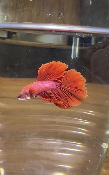 декоративные рыбы: Бойцовые рыбки (Betta splendens), декоративные самцы с роскошными — 2