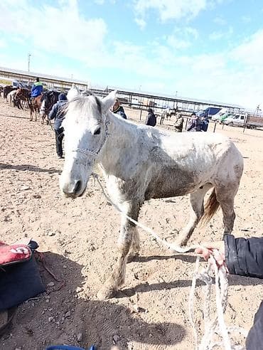 абиссинская кошка бишкек: Продаю | Жеребец | Полукровка | Рабочий — 2