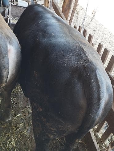 эшек жаныбар: Сатам | Бука (эркек) | Бордоп семиртүү үчүн | Байланган — 2