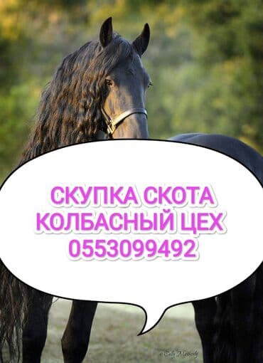 А/ч жаныбарларын сатып алам: Сатып алам | Уйлар, букалар, Жылкылар, аттар, Башка а/ч жаныбарлары | Күнү-түнү, Бардык шартта, Союлган — 1