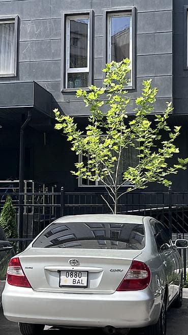 тойота кампи: Toyota Camry: 2004 г., 2.4 л, Автомат, Бензин, Седан — 9