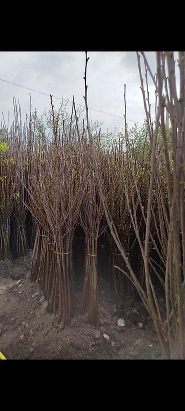 оптом мандарины: Саженцы полукарликовые оптом яблоко,груша,персик,колерованная — 2