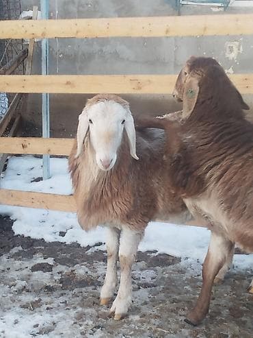 машинка для стрижки баранов: Продаю | Ягненок, Баран (самец) | Арашан | Для разведения | Племенные — 3