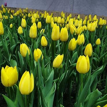 тюльпан оптом бишкек: Тюльпаны оптом от производителя. Местная теплица, без посредников — 2