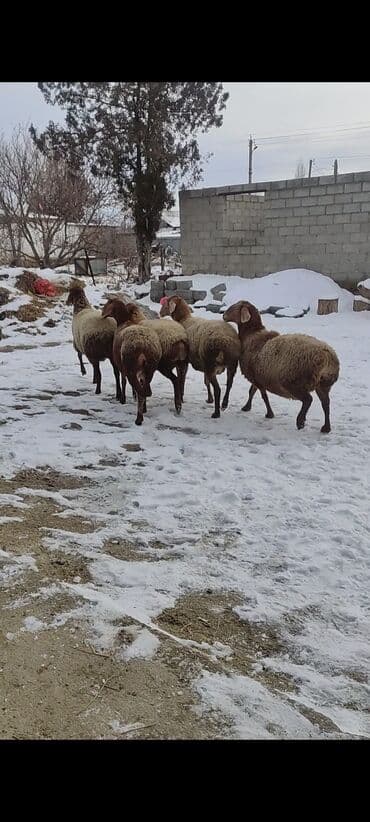 козу сатылат бишкек: Сатам | Ургаачы кой (ургаачы) | Көбөйтүү үчүн | Асыл тукумдуу, Бооз, Ургаачы — 5