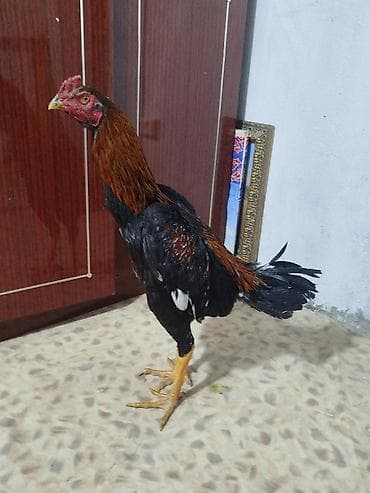 скупка велосипеда: Электровелосипед, Б/у — 6