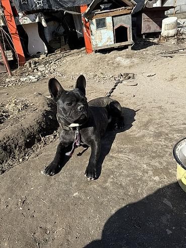 Ветеринар кызматы: Бульдог, 9 айлык, Эркек — 1