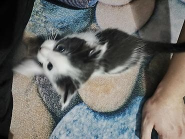 Продажа кошек: Раздаю котят, 4 штуки. Им полтора месяца, времени на содержание нет. К — 1