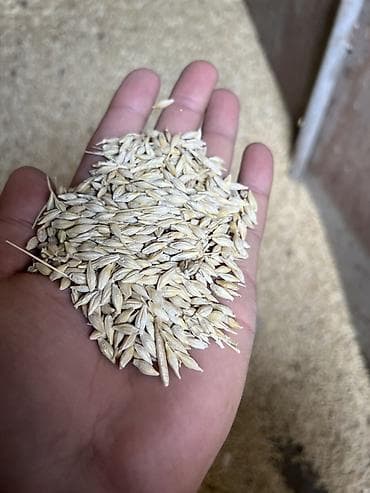 кой сойу: Ячмень. На продажу в токмоке Где то 2-4 тонны точно не Незнаю Если — 1