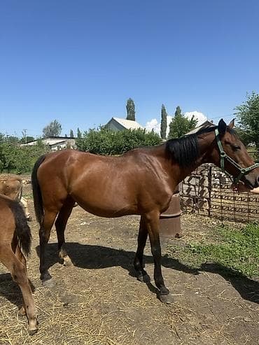 голуби животное: Продаю | Кобыла (самка) | Для разведения | Племенные — 4