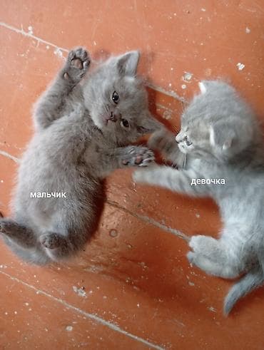 щенки курцхара: Продажа кошек — 1