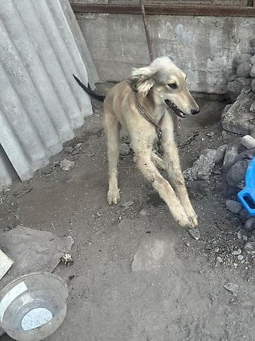 охотничый собака: Тайган 6 месяцев - Возраст: юниор. - Окрас: светло-палевый с более — 2