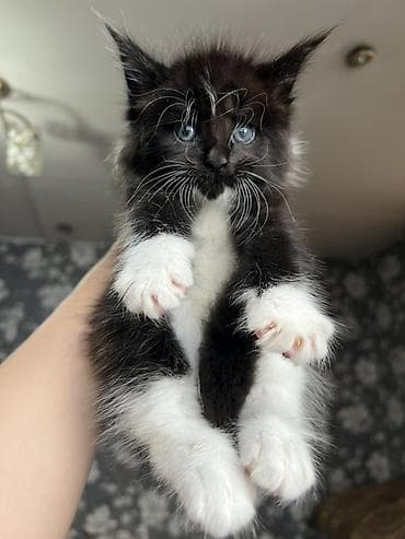 бенгальская кошка цена бишкек: ✨ Эксклюзивные полидактильные мейн-куны ✨ Предлагаются к продаже — 3