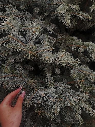 лировидный фикус: Ель голубая (Picea pungens), взрослый куст-дерево шаровидной формы — 2