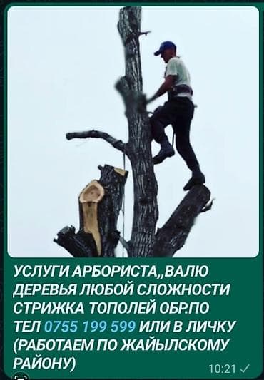cnn v: Арбористические работы - Валка и спил деревьев любой сложности — 1