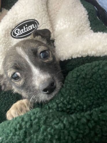 собака лабрадор: Дворняжка, 2 месяца, Самка — 6