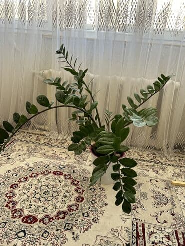 где купить саженцы клубники: Фикус большой 
1000 сом
Есть долларовое дерево 3шт, каждый по 500 сом — 4