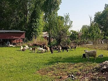 Продаю | Коза (самка), Козёл (самец), Козлёнок | Полукровка | На забой, Для разведения, Для молока | Племенные, Котные, Осеменитель