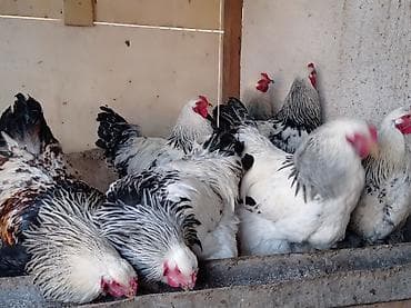 чк лошадь: Продаю | Куры, Петух | Брама | На забой, Для разведения — 7