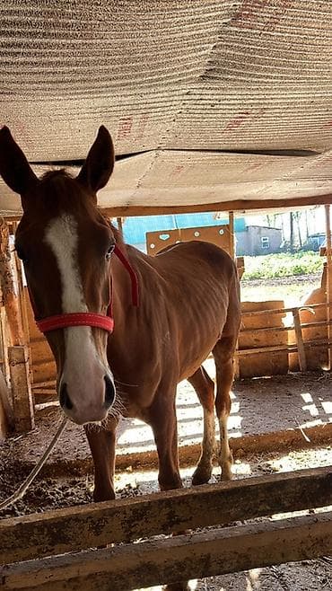 купить британскую кошку: Продаю | Жеребец | Для разведения — 2