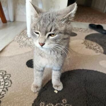 кошачьи домики: Котёнок домашний, короткошёрстный, серого окраса (дымчато-полосатый — 1