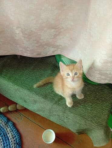 корм для кошек и котят: Отдадим котенка в добрые руки! ласковый котенок приучен ко всей — 1