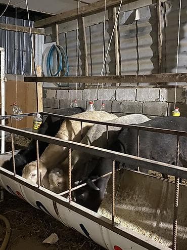 мастит: Продаю | Овца (самка) | Для разведения — 1