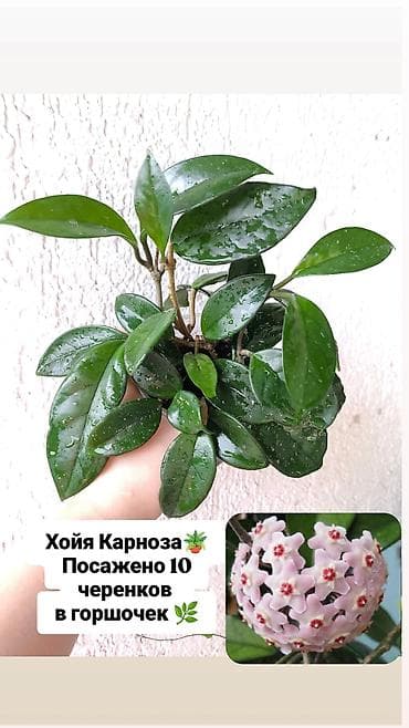 Продаю свои комнатные растения 🪴🌺! Цены разные! 1) Укоренённый черенок