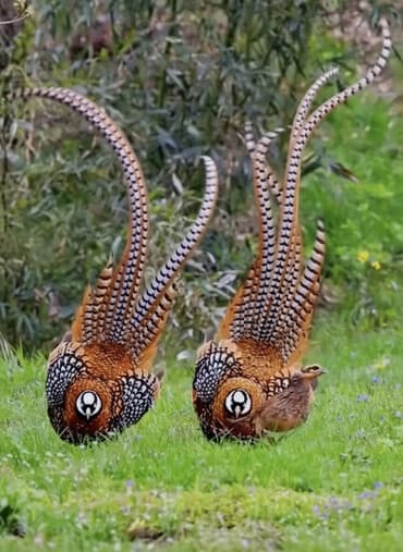 усыпление животных бишкек: Продается королевские, непальские, золотой, румынский, фазаны этого — 1