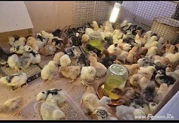 продаю курицы: Продаю | Цыплята | Бройлерная — 6