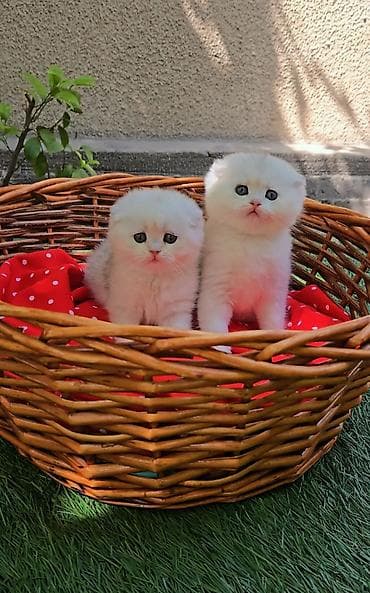 Шотландские котята. Scottish fold окрас серебристая шиншилла