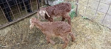 йоркширский терьер сколько стоит: Продаю | Ягненок | Для разведения — 1