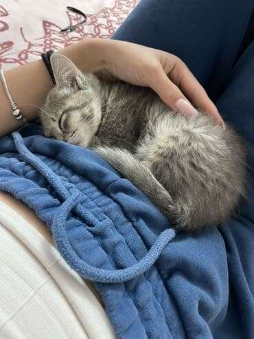 шотландская кошка бишкек: 3 месяца, Мальчик — 3