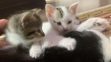 куплю кошку: Котята, короткошёрстные, окрасы: белый с пятнами табби и несколько — 6