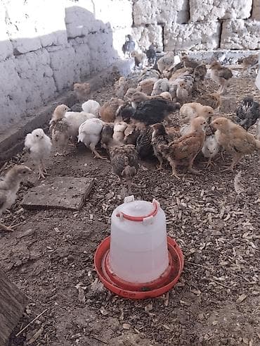 птица улар: Сатам | Балапандар | Көбөйтүү үчүн — 4