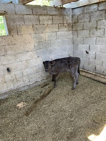 корова с теленкам: Продаю | Музоо, торпок | На откорм — 2