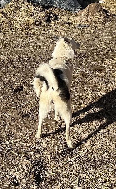 Вязка собак: Лайка, 1 год, Самка, С родословной — 4