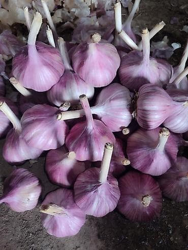 Чеснок at lalafo.kg Чеснок