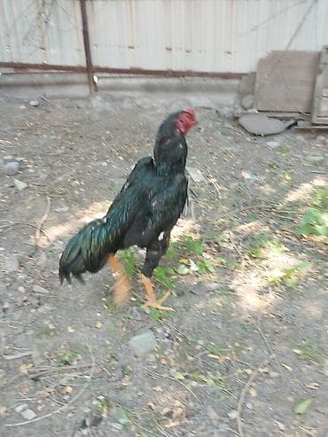 курица: Продаю | Куры, Петух | Бойцовая, Дакан — 2