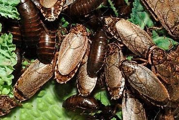 геккон: Мраморные тараканы (Nauphoeta cinerea) — кормовые насекомые для — 1