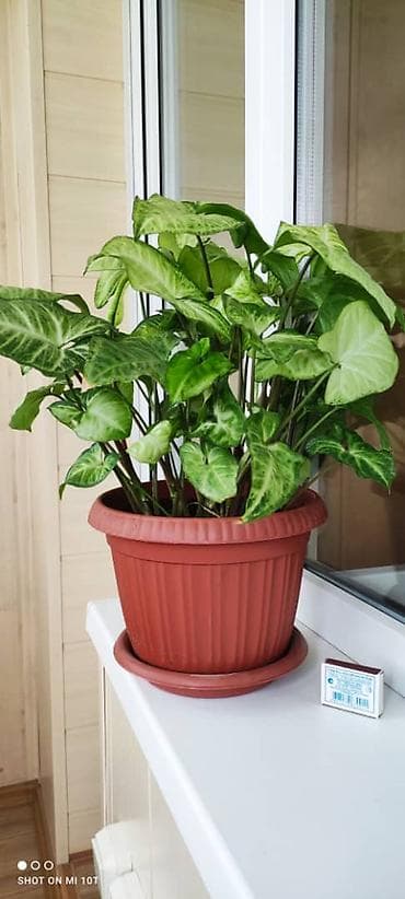 зоомагазин аквариумные рыбки: Цветы - украшение и уют в доме или на работе. Продаю сингониум и — 6