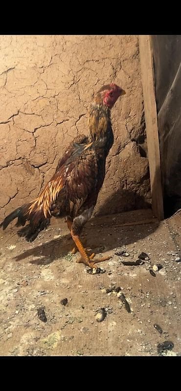 Куры, петухи: Продаю | Петух | Бойцовая | Для разведения — 1