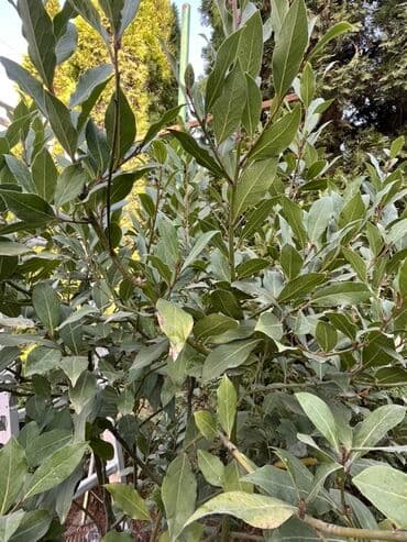 розмарин в горшке купить: Лавровое дерево (Laurus nobilis) в большом декоративном кашпо - — 3